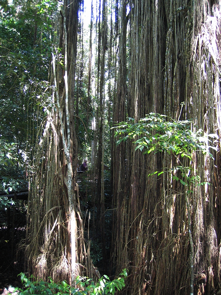 CairnsTC226 Curtain Fig Tree.jpg